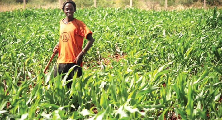 Smallholder farmers play critical role in global food production &#8211; Agric Minister
