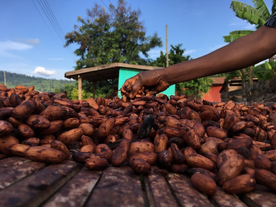 Stop paying spot premiums to cocoa farmers – COCOBOD warns agents