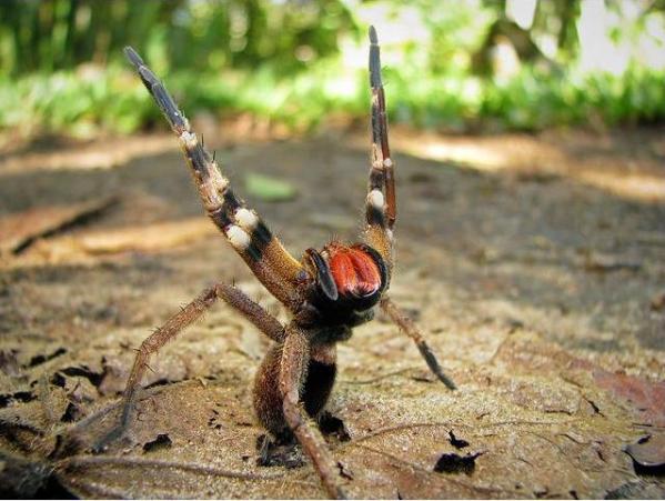 Brazillian wandering spider: One of the deadliest ways to get a 4-hour erection