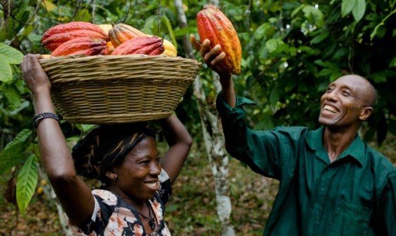 Cocoa farmers appeal to GIZ-SMS to renew Covid response project | 3News