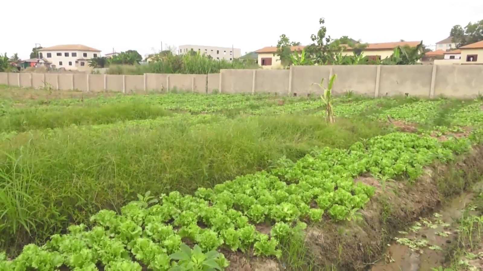 Farmers bemoan impact of sale of farmlands for real estate development on food production